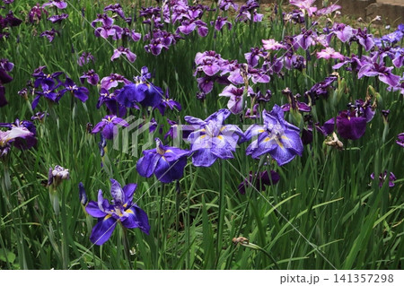花菖蒲の花畑 花菖蒲の花畑 141357298