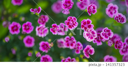 Vivid pink flowers blooming in green garden, small blossom cluster from above. Bright magenta petals against fresh leaves, cheerful summer flowerbed detail. Colorful floral background for spring Vivid pink flowers blooming in green garden, small blossom cluster from above. Bright magenta petals against fresh leaves, cheerful summer flowerbed detail. Colorful floral background for spring 141357323