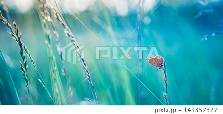 Small butterfly resting on grass blade in dreamy teal blue meadow. Tiny brown insect among wild stems with magical bokeh, serene nature moment. Tranquil wildlife scene for calm, eco artistic design Small butterfly resting on grass blade in dreamy teal blue meadow. Tiny brown insect among wild stems with magical bokeh, serene nature moment. Tranquil wildlife scene for calm, eco artistic design 141357327