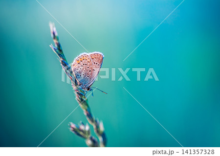 Blue butterfly with spotted wings perched on plant stem against turquoise background. Common blue butterfly closeup in soft aqua light, elegant insect portrait. Fine nature macro for eco, wellness 141357328