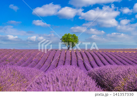 Single green tree in vast lavender field under summer sky with clouds. Purple flower rows converging toward lone tree in Provence, peaceful farmland scene. Serene French countryside view for travel Single green tree in vast lavender field under summer sky with clouds. Purple flower rows converging toward lone tree in Provence, peaceful farmland scene. Serene French countryside view for travel 141357330