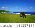 与那国馬 141357424