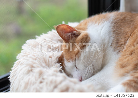 眠る猫 茶トラ白 眠る猫 茶トラ白 141357522