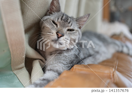 くつろぐ猫 サバトラ猫 くつろぐ猫 サバトラ猫 141357676