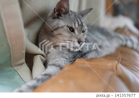 くつろぐ猫 サバトラ猫 くつろぐ猫 サバトラ猫 141357677