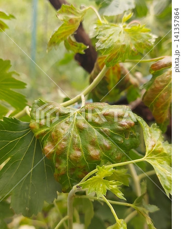 Macro close-up of a green currant leaf affected by gall aphids, showing red blister-like galls and natural leaf texture. Plant disease, garden pest infestation, horticulture, organic gardening 141357864