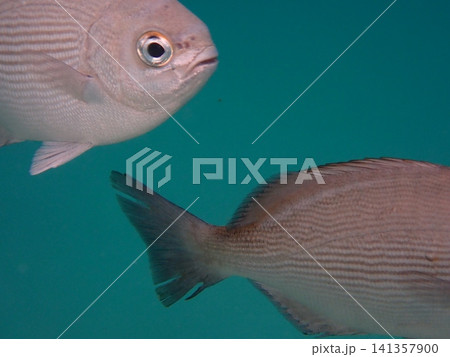 浅場の砂地を泳ぐボラ(Mugilidae)・水中写真 浅場の砂地を泳ぐボラ(Mugilidae)・水中写真 141357900