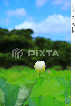 蓮の花とつぼみ 蓮の花とつぼみ 141358209
