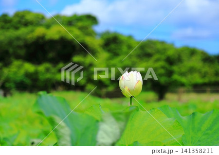 蓮の花とつぼみ 141358211