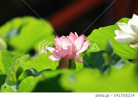 蓮の花とつぼみ 蓮の花とつぼみ 141358214