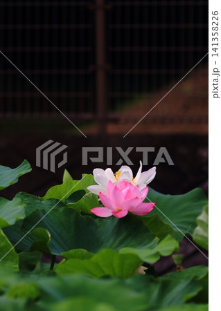 蓮の花とつぼみ 141358226