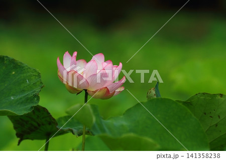 蓮の花とつぼみ 蓮の花とつぼみ 141358238