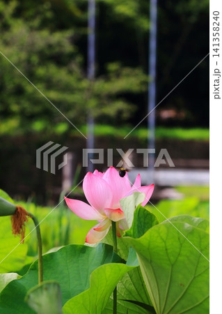 蓮の花とつぼみ 蓮の花とつぼみ 141358240
