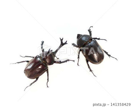カブトムシ 昆虫 夏休み 子供 カブトムシ 昆虫 夏休み 子供 141358429