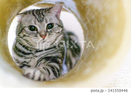 真ん丸な瞳が愛らしいキャットタワーの中の猫 真ん丸な瞳が愛らしいキャットタワーの中の猫 141358446