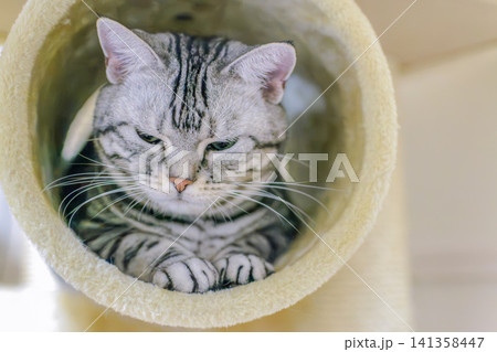 キャットタワーのトンネルでくつろぐ可愛いアメリカンショートヘアの猫 141358447