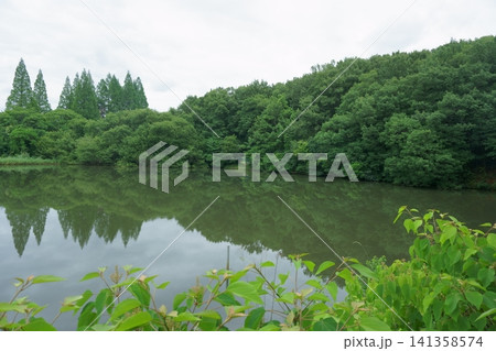 茶屋ヶ坂公園の茶屋ヶ坂池に映る木々 141358574