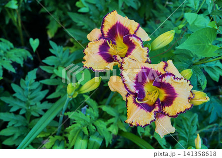 Aristocratic lily Open My Eyes in a green garden Aristocratic lily Open My Eyes in a green garden 141358618