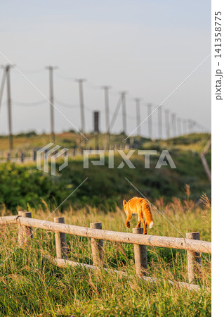 夕暮れ時の美しい草原で木製の柵の上を器用に歩く野生のキタキツネの後ろ姿 夕暮れ時の美しい草原で木製の柵の上を器用に歩く野生のキタキツネの後ろ姿 141358775