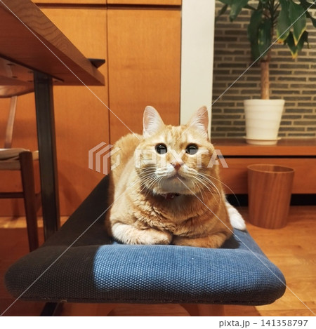 オットマンチェア上で香箱座りをする茶トラ猫 141358797