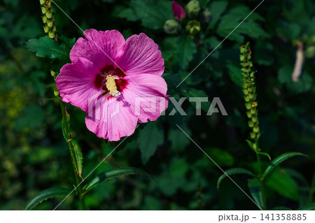 Pink flower head of Hibiscus syriacus,ornamental flowering shrub Pink flower head of Hibiscus syriacus,ornamental flowering shrub 141358885