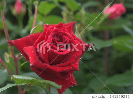 花びらに水をためた赤いバラ 花びらに水をためた赤いバラ 141359235