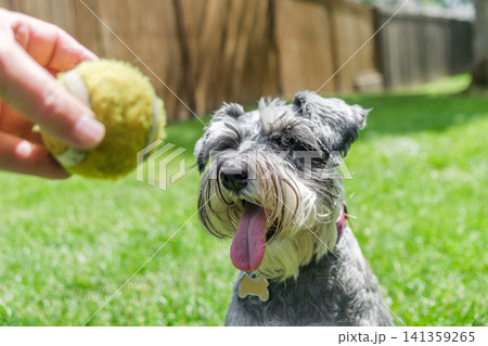 A cute miniature schnauzer dog looking at a yellow tennis ball held by a human hand outdoors 141359265