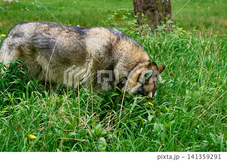Laika hunts, picking up a scent in the tall grass 141359291