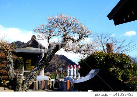 【神奈川県】白梅に包まれる功雲寺境内 【神奈川県】白梅に包まれる功雲寺境内 141359453