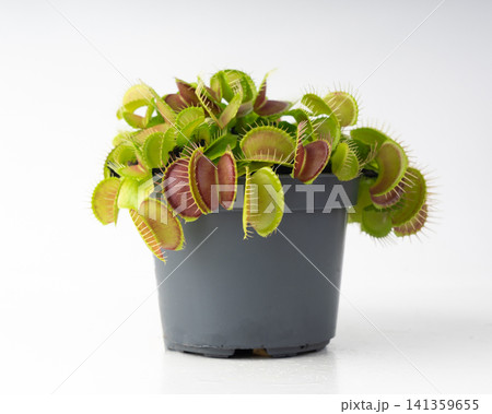 Venus flytrap or dionaea muscipula with open traps. Predatory carnivorous plant Venus flytrap or dionaea muscipula with open traps. Predatory carnivorous plant 141359655