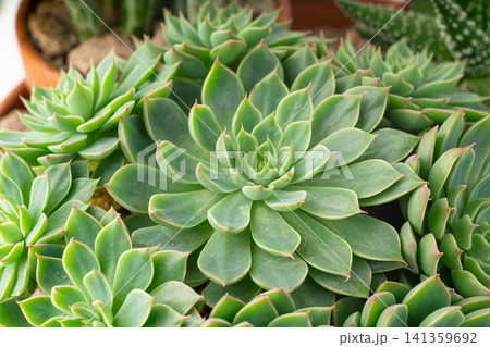 Graptopetalum altair mini succulent close up Graptopetalum altair mini succulent close up 141359692