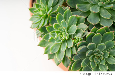 Graptopetalum altair mini succulent close up 141359693