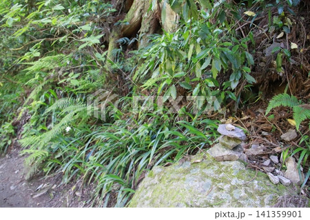 高尾山　6号路　琵琶滝コース 141359901