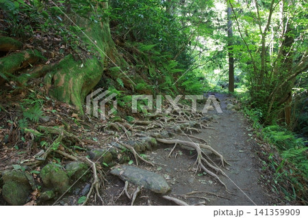 高尾山 6号路 琵琶滝コース 高尾山 6号路 琵琶滝コース 141359909