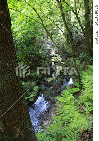 高尾山　6号路　琵琶滝コース 141359915
