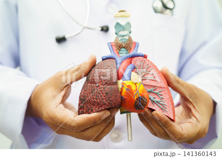 Pneumonia, lung cancer, Asian doctor with human lung model. Pneumonia, lung cancer, Asian doctor with human lung model. 141360143