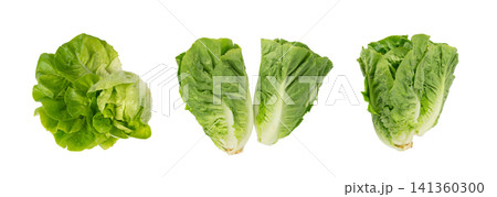 Romaine lettuce salad isolated. Cos green leaves, fresh romain salat head, raw cabbage Romaine lettuce salad isolated. Cos green leaves, fresh romain salat head, raw cabbage 141360300