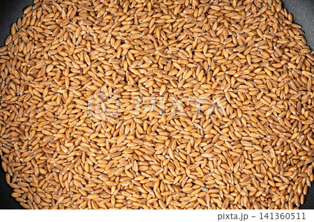 Wheat Grains Isolated, Barley Pile Wheat Grains Isolated, Barley Pile 141360511