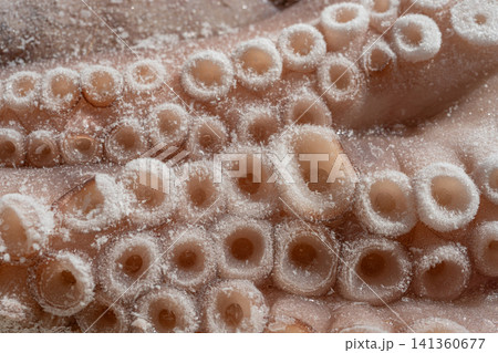 Macro shot of whole frozen octopus legs or big tentacles Macro shot of whole frozen octopus legs or big tentacles 141360677