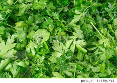 Fresh parsley leaf with water drops texture Fresh parsley leaf with water drops texture 141360733