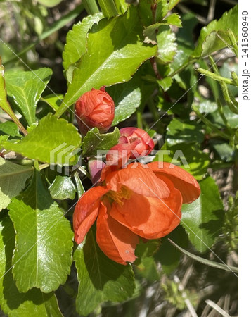 赤いボケの花 141360940