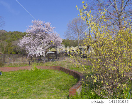 市ノ池公園(高御位山山麓)の春景色/兵庫県高砂市阿弥陀町 市ノ池公園(高御位山山麓)の春景色/兵庫県高砂市阿弥陀町 141361085