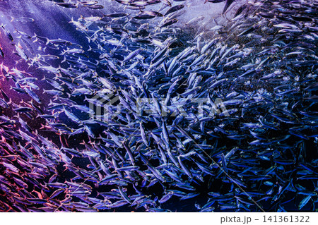水族館のライトアップ演出で赤く染まるイワシの群れの幻想的な風景 141361322