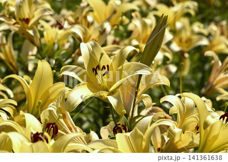 神戸布引ハーブ園、ユリの花百花繚乱 141361638