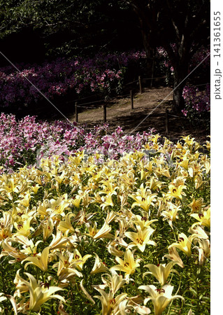 神戸布引ハーブ園、ユリの花百花繚乱 神戸布引ハーブ園、ユリの花百花繚乱 141361655