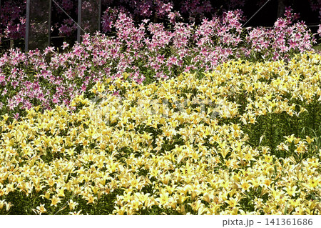 神戸布引ハーブ園、ユリの花百花繚乱 141361686