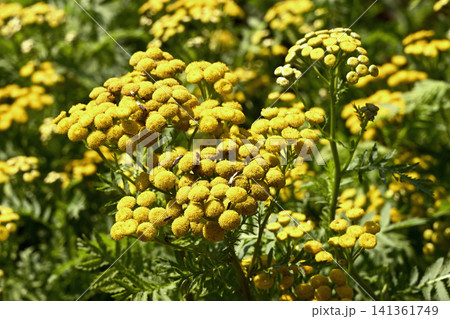 神戸布引ハーブ園、ユリの花百花繚乱 141361749