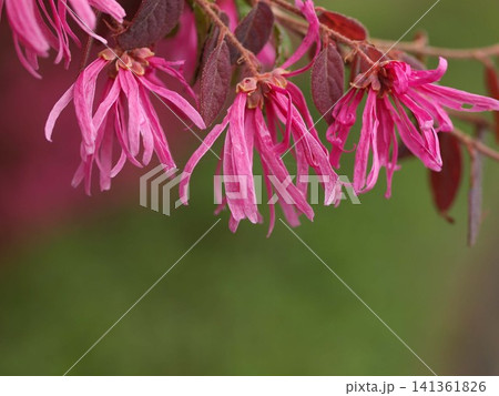 ベニバナトキワマンサクの花の生態写真 ベニバナトキワマンサクの花の生態写真 141361826