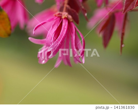 ベニバナトキワマンサクの花の生態写真 ベニバナトキワマンサクの花の生態写真 141361830