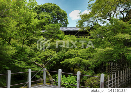 緑の京都　東福寺の通天橋（つうてんきょう）の前に広がる緑の海 141361884